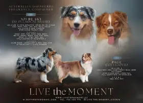 Australský ovčák štěňátka s PP