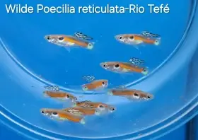 Paví očka  - P.reticulata Rio Tefé