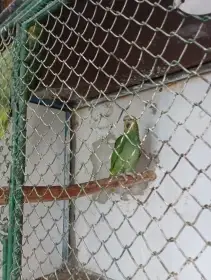 Amazoňan oranžovokřídlý