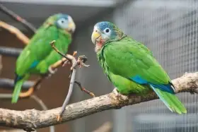 Amazoňan jamajský /Amazona collaria/