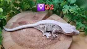 3x samice pagekon řasnatý