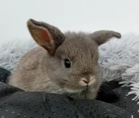 Zakrslý beránek G3