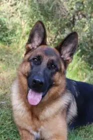 matka štěňat Ronja Framato Rolau