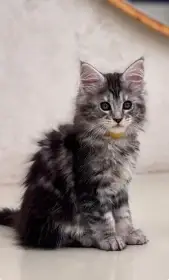 Mainská mývalí kočka