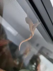 Prodám mláďata pagekonů řasnatých