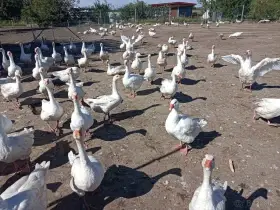 Houseři husy bílé německé nosné