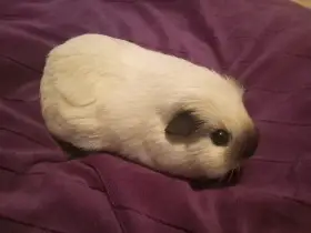 Koupím samce morčete