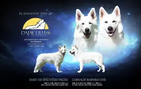 Bílý švýcarský ovčák s PP