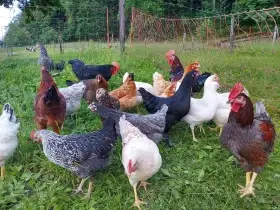 Kuřice, slepičky, slepice