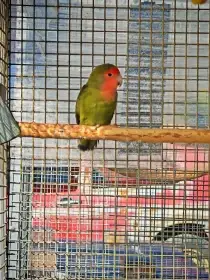 Agapornis růžohrdlý samec