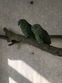 Amazoňan pomoučený podr. gautemalea, virinticeps