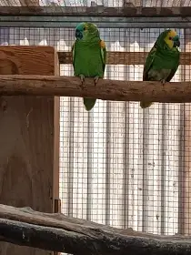 Amazoňan modročely