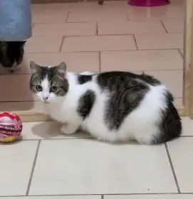 Kocourek Ernie hledá nový domov