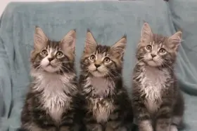 3 chlapecci hledají novou rodinku