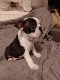 Bostonský teriér štěňátko s PP FCI