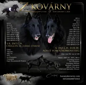 Belgický ovčák - Groenendael, pejsek s PP s mimořádnou povahou