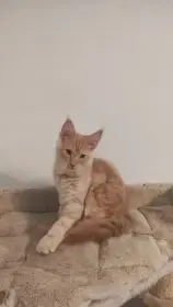 Mainský mývalí kocourek bez PP