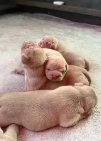 American Bully pocket