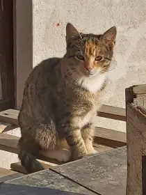 Krásné květnové koťátko hledá nový domov 