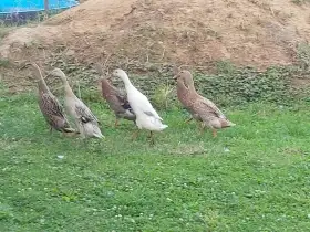 Indický běžec – nejlepší bojovník proti slimákům