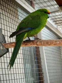 Kakariki žlutočelý pár 2025