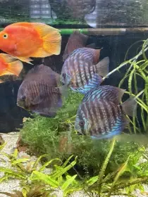 Prodám akvarijní ryby