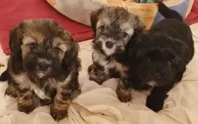 Lvíček - štěňata s PP