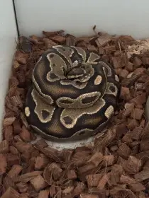 3 letá krajta královská s vybavením
