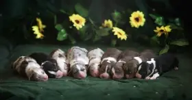 Nabízím volné štěnátka