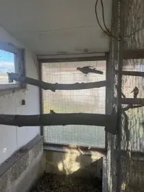 Papoušek Královský chovný samec.