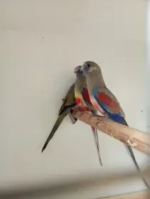 Koupím papoušek rudobřičhý a barnard