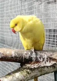 Alexandr Malý Samice 23