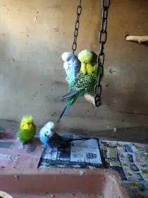 Andulky po výstavních rodičích