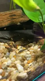 Ancistrus - hnědý/zlatý, odběr Kyjov