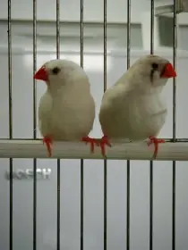 Zebřička pestrá pár