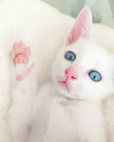 Khao Manee kocourek s PP - unikát v ČR