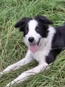 Prodám ročního pejska border collie s PP