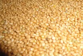 Slunečnice, lesknice , pšenice, kukuřice, len atd.