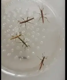 Strašilky ostrouhlé (eurycantha calcarata)