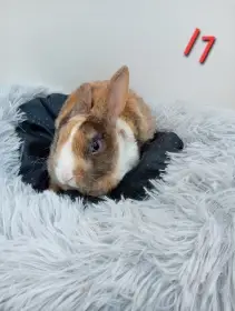 Zakrslý králíček rex I1