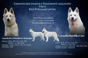 Štěňátka Bílého švýcarského ovčáka