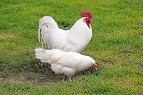 Leghorn násadová vejce