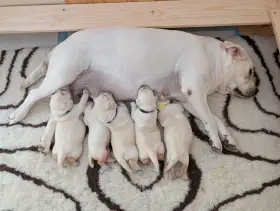 Labradorský retrívr s průkazem původu