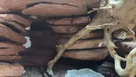 Pouštní bioterárium