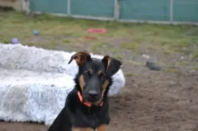 Hektor - akční pejsek k adopci