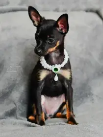 Ruský toy hladkosrstý