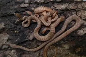 Hroznýšovec portorický