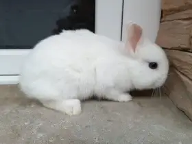 Prodám hermelína modrookého