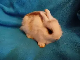 Nabízím zakrslého králíčka-stáří 7 týdnů