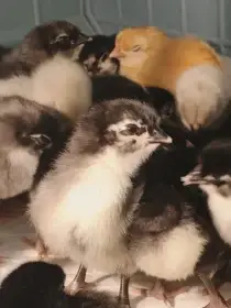 Kuřátka Australky a Hempšírky